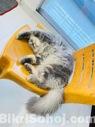 High quality traditional Persian